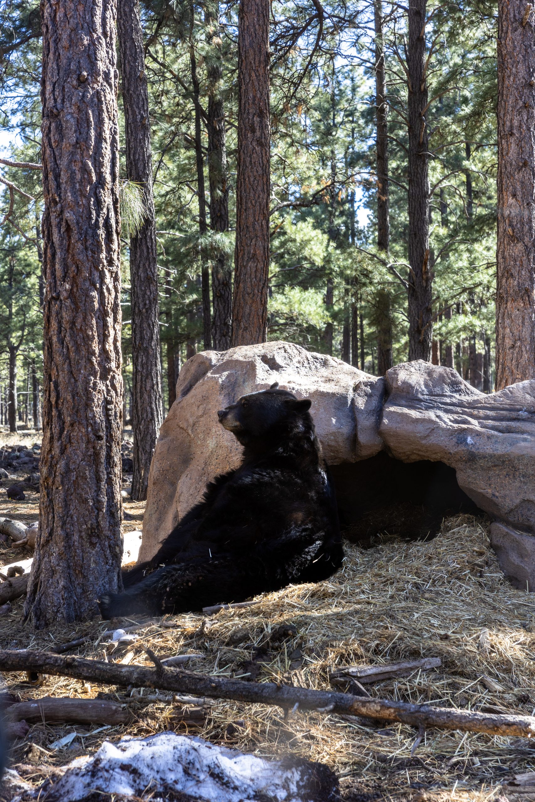 bear at bearizona