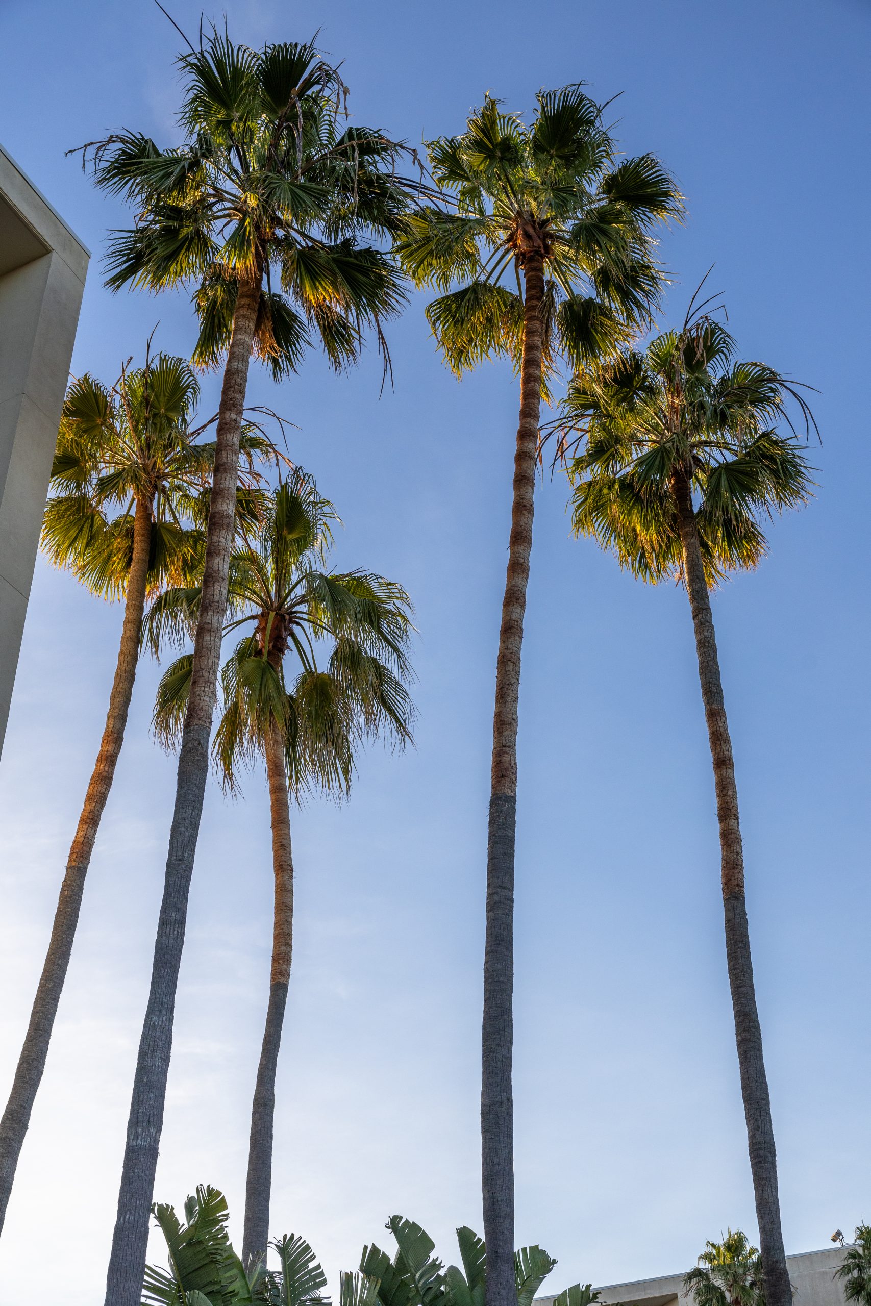 los angeles california palm trees